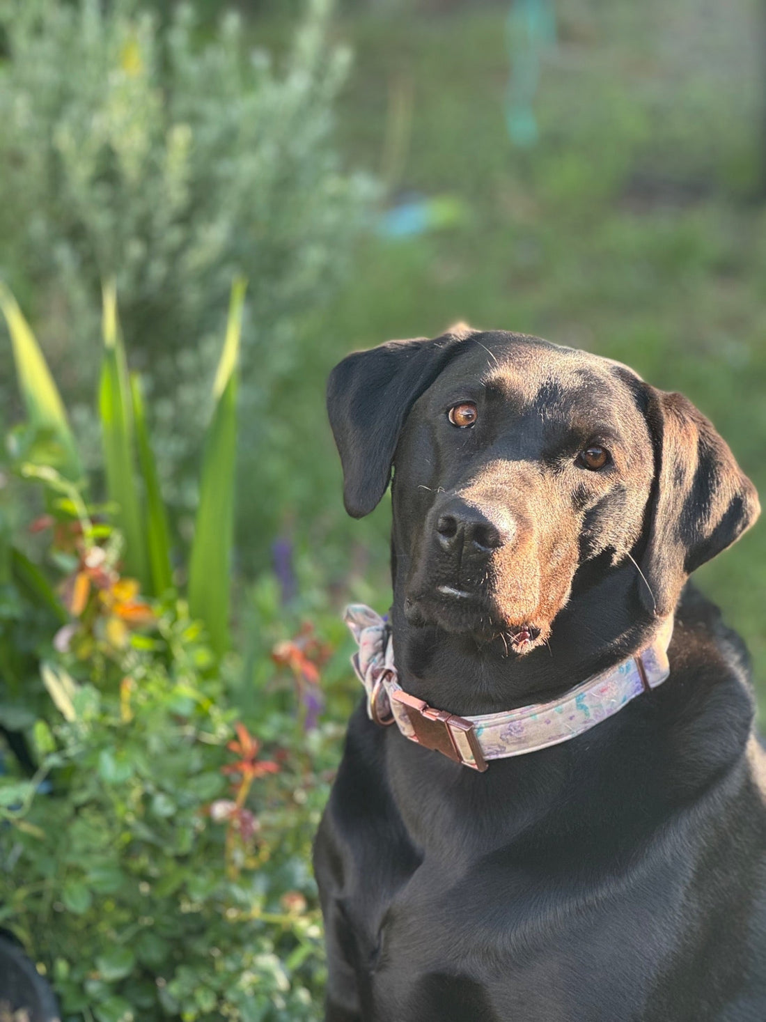 How a Real Dog Became a Children’s Book